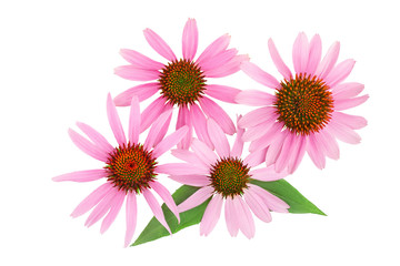 Coneflower or Echinacea purpurea isolated on white background, Top view. Flat lay.