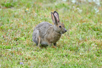 Naklejka na ściany i meble Snowshoe Hare (Lepus americanus), Cherry Hill, Nova Scotia, Canada