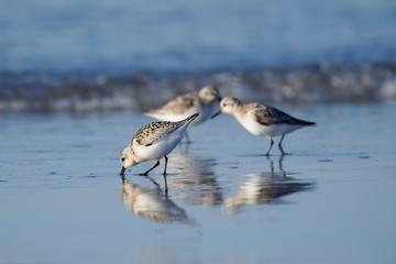 Semipalmated Sandpiper (Calidris pusilla) foraging on beach, Cherry Hill Beach, Nova Scotia, Canada