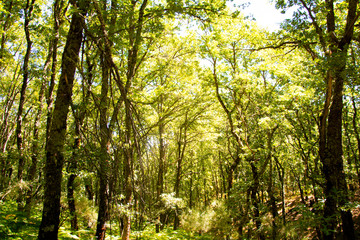 Obraz premium Green Forest Zamora 