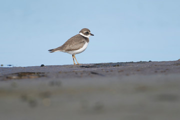Semipalmated Plover (Charadrius semipalmatus) foraging, Cherry Hill Beach, Nova Scotia, Canada