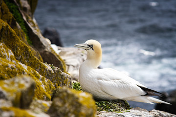 Gannet sitting on a nest on rocks in Saltee Island