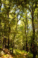Green Forest Zamora 