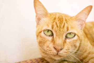 Close up Cute Ginger tabby cat focus on eye
