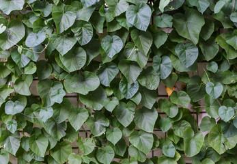 Large green leaves of ipomea on a brick fence. Texture
