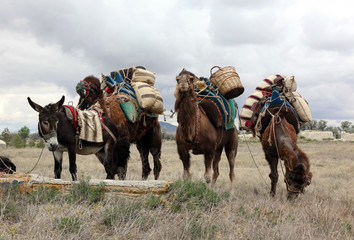 Naklejka premium A camel caravan resting.