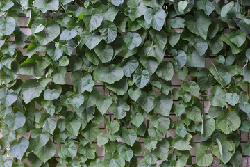 Large green leaves of ipomea on a brick fence. Texture