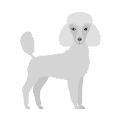 cute poodle dog on white background