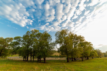 Obraz premium Blue sky, clouds, big trees and green grass.