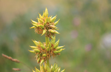 plant in mountain in Summer