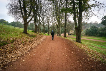 Walk in the countryside, woods with gravel road and dried up trees