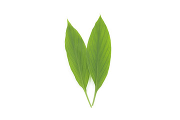 2 beautiful fresh ginger leaves on white background