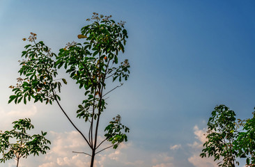 Plantation tree rubber or latex tree rubber in southern Thailand