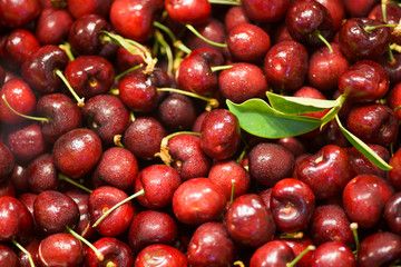 Close up pile of ripe sweet cherries with stalks and leaves