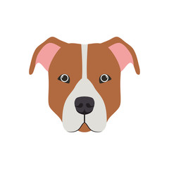 cute pitbull dog on white background
