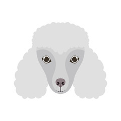 head of cute poodler dog on white background