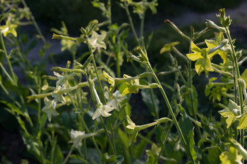 Nicotiana alata flowers grow in the garden