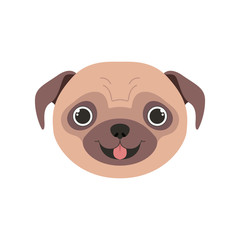 head of cute pug dog on white background