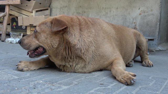 Kherson, Ukraine - 17th of August 2019: 4K Portrait of obese dog heavily breathing resting on the ground