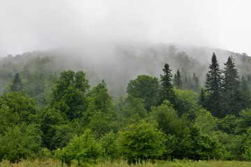 Obraz na płótnie Canvas fog over the forest