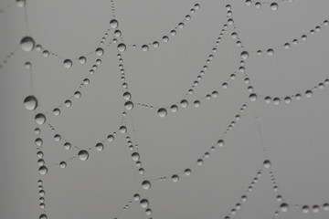 raindrops and spiderweb