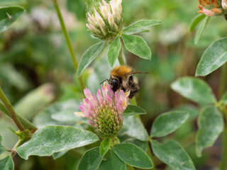 Hummel