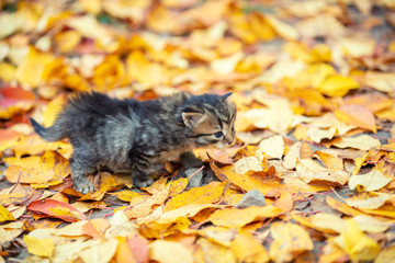 Little kitten walks on fallen leaves in the autumn garden