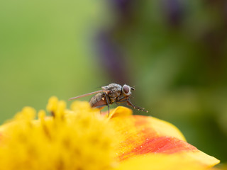 Fliege