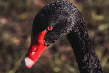 Black swan