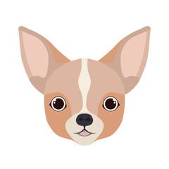 head of cute chihuahua dog on white background