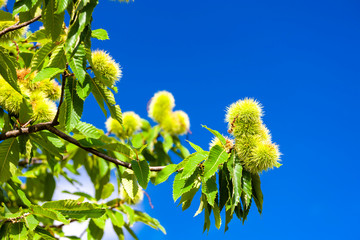 Chestnut in august on the blue sky