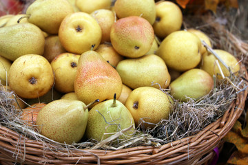 Ripe pears on straw in a wicker basket decorated with autumn leaves. Harvest holiday, festive decorations, farm market