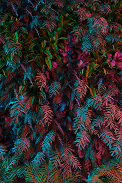 Neon Tropical Jungle Forest Leaves In Vibrant Color For Retro Poster Background Like Stranger Things. 80s 70s 60s. 3d Rendering