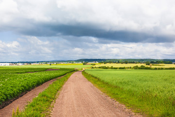 Fototapeta na wymiar Gravel road between the fields in a rural landscape in the summer