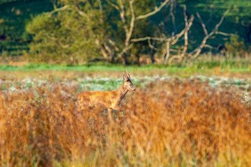 Roe deer that's running in the high grass on a meadow
