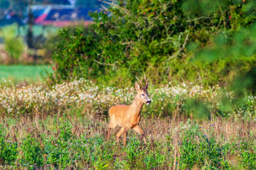 Roebuck on a meadow at the forest edge