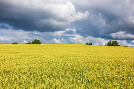 Cereal field with dark storm clouds in the sky