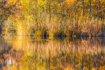Forest lake with Autumn colored reflections in the water with two crested grebes