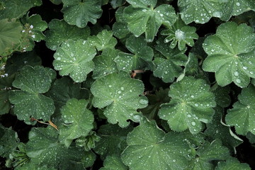 Perlende Wassertropfen auf grünen Blättern im Sommer bei Regenwetter in einem Bauerngarten auf...