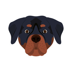head of cute rottweiler dog on white background