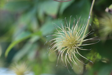 Faded Clematis. Ripening of clematis seeds after flowering.