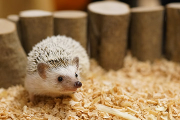 Four-toed Hedgehog (African pygmy hedgehog) - Atelerix albiventris