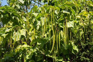 Green leaves and pods of catalpa tree in Somcuta  Mare ,Maramures,ROMANIA