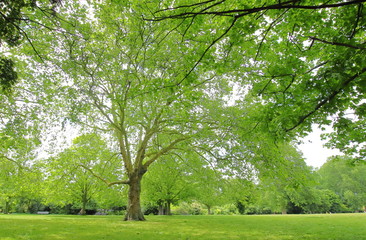 Fototapeta na wymiar Regent park nature in London UK