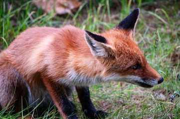 young wild red fox on green grass