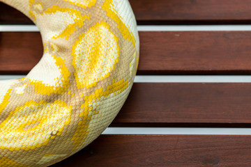 Portrait of Burmese python close up of skin. Top view.