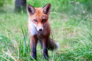young wild red fox on green grass