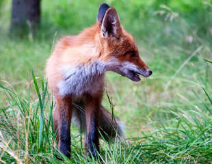 young wild red fox on green grass