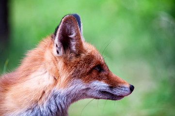 young wild red fox on green grass
