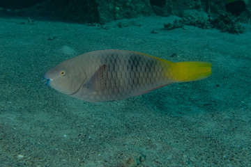 Fish swim in the Red Sea, colorful fish, Eilat Israel